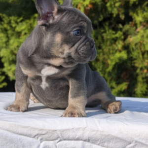 Leo