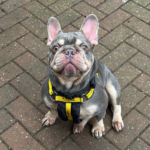 Winston